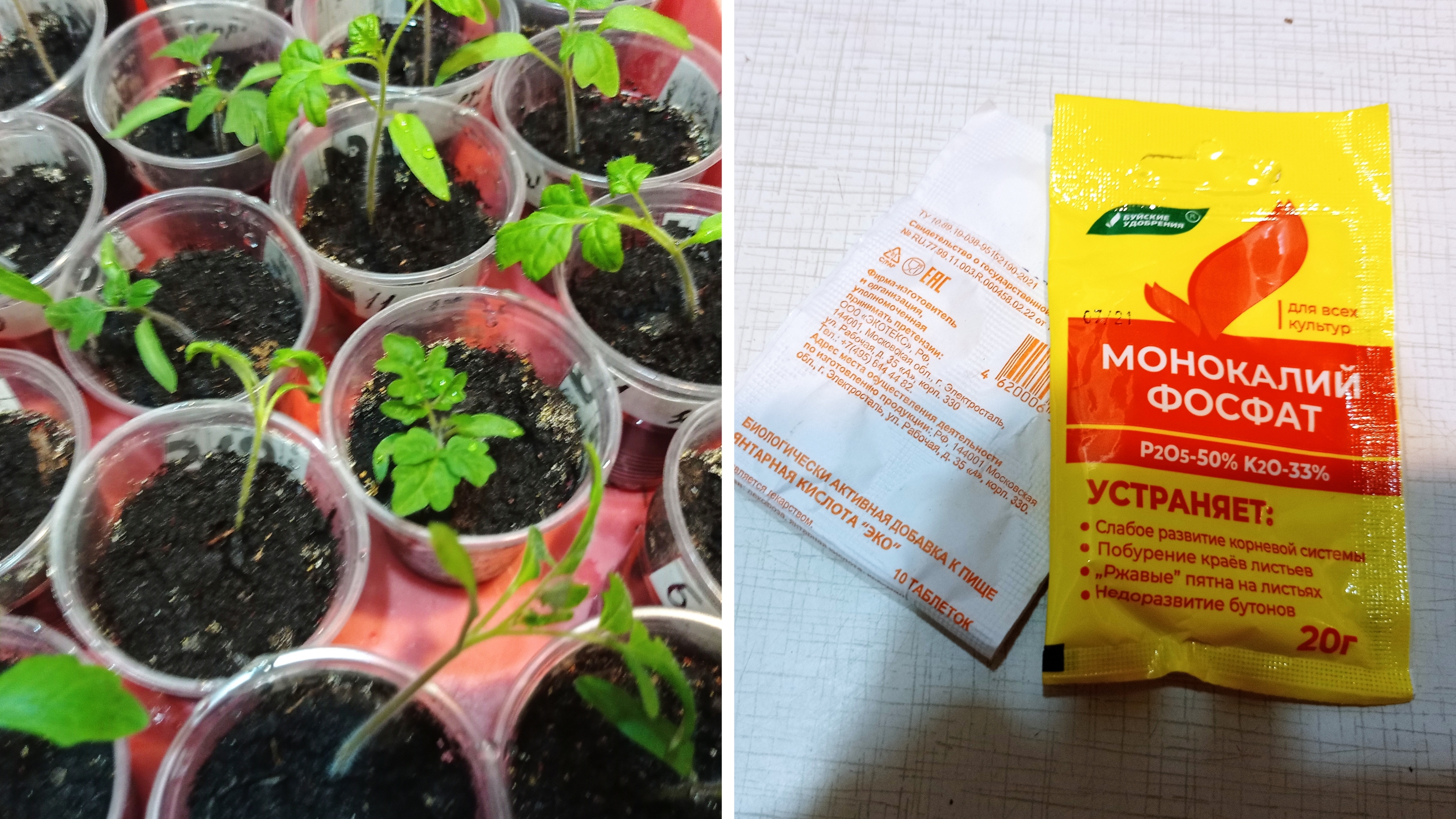 Первая подкормка рассады томатов.