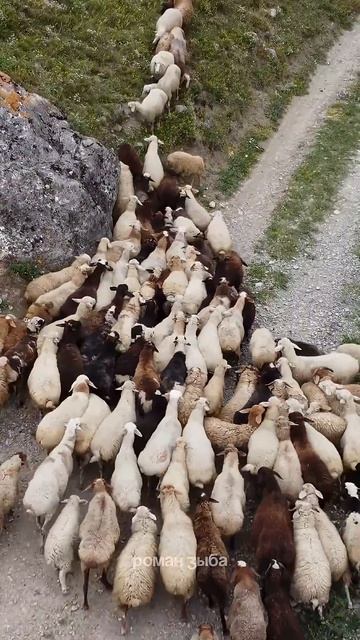 Гоняем горных баранов с помощью квадрокоптера #авторскиетуры #travel #авторскиетуры #горы