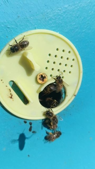 Обножку понесли с ольхи и мать-и-мачехи