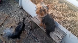 Мои помощники в теплице, йорки Локки и Летти, я таскаю снег на грядки, они помогают его утаптывать