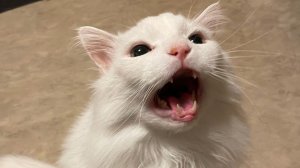 КОШКИ В ШОКЕ! СМЕШНЫЕ МОМЕНТЫ С КОШКАМИ!