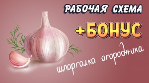 ЧЕСНОК. Полный цикл: от посева до сбора урожая и способа хранения. Все тонкости и секреты / Культуры