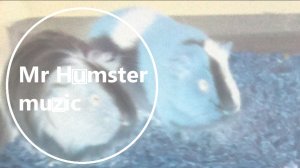 Mr Humster muzic / guinea pigs (my remix)
