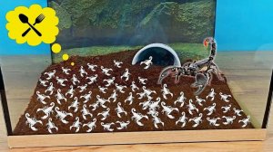 Малыши Скорпионы слезли с мамы и хотят кушать! Что делать 😲