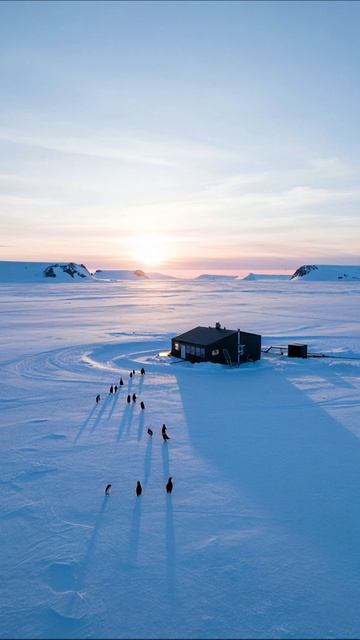 Пингвины на фоне морозного пейзажа #пингвины #Арктика #природа