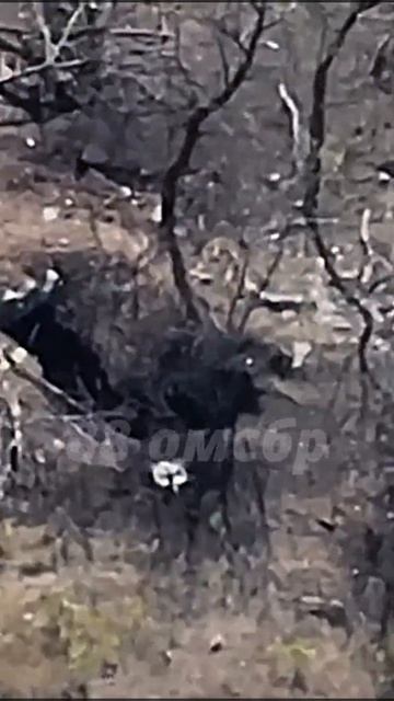 Ударный дрон залетает в блиндаж