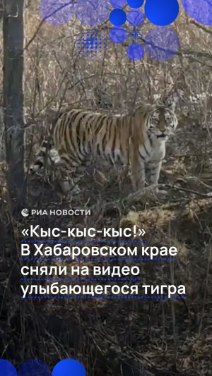 «Кыс-кыс-кыс!» В Хабаровском крае сняли на видео улыбающегося тигра