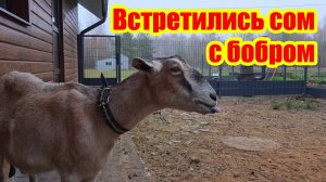 Старинный дом обрел новую крышу. В коптильне произошло неожиданное столкновение сома и бобра