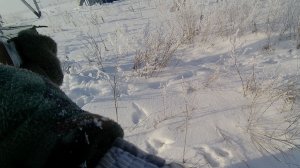 Охота на зайца 25.01.26