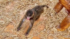 ПРОСТО СМЕХ! Как Анфиса гуляла и СЕНО УБИРАЛА😂