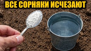 Все сорянки исчезнут навсегда за 1 минуту! Дачница придумала гениальный способ