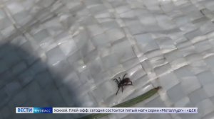 Первые пошли: в Кузбассе зафиксировано обращение с укусом клеща