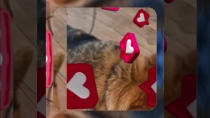 1000054553.mp4 (Собака наблюдает за устройством лестницы на 2-ой этаж в доме А-фрейм)