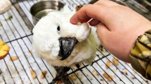 КАК ПРОШЛА НОЧЬ У ЖОРИКА? Мы пришли его проведать, он НЕ ХОЧЕТ ПИТЬ И КУШАТЬ…