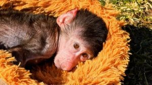 СМЕЮСЬ ДО УПАДА! Николь ЗАГОРЕЛА, а Анфиса просто СХОДИТ С УМА!