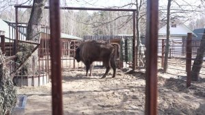 Накануне Дня единения народов России и Белоруссии в Нижний Новгород привезли самку зубра