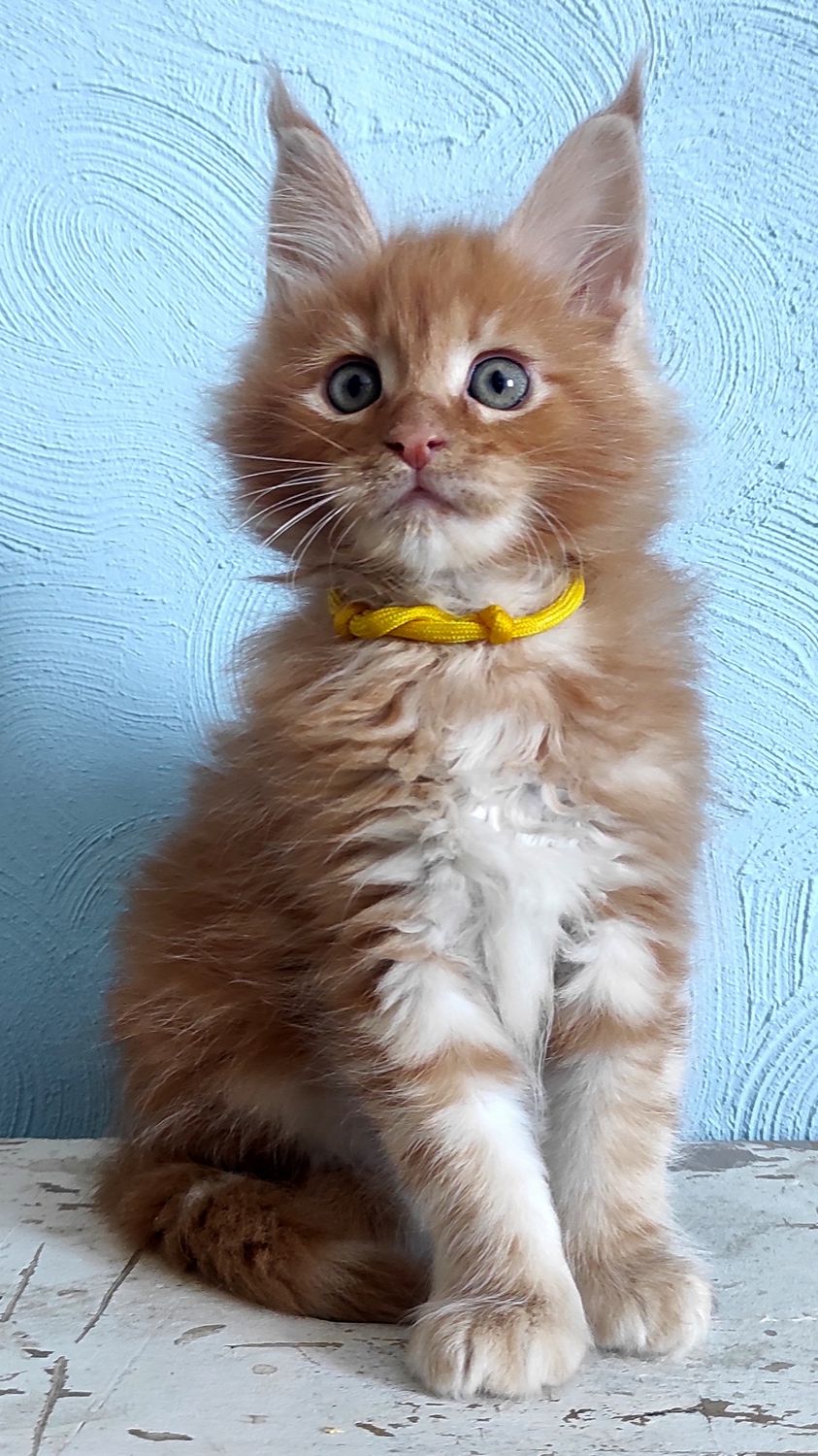 Мэйнкунчики