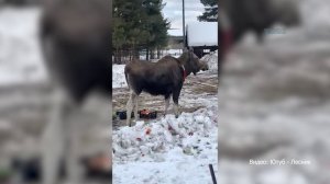 Спасённая ручная лосиха переезжает в Зеленогорский зоопарк