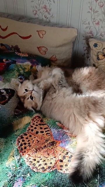 Драка котят