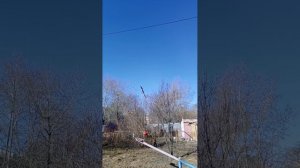 голуби Ломова Пискуны садятся на место