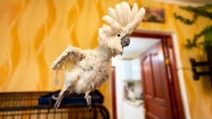 Любимец Жорик навсегда останется в наших сердцах веселым, радостным и счастливым😔🙏