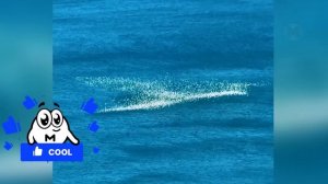 Камера на Пляже Случайно Сняла Такое, что Никто не Ожидал Увидеть