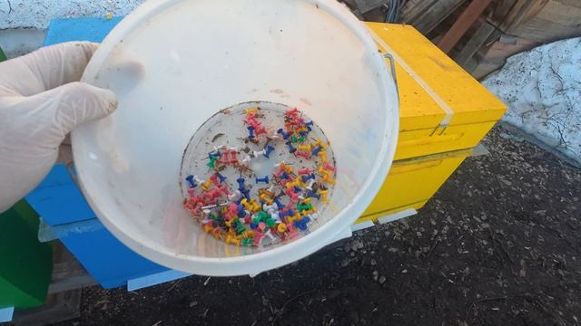 31 марта 2026 Исправление безматочной семьи после зимовки. Легко и быстро.