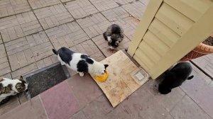 🔥Тут все: Клёпа, Енотик, Бычковский, Угольки, и Пират на задворках 🐈🐈⬛️🐈🐈⬛️