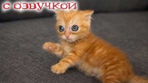 Приколы с котами! С ОЗВУЧКОЙ! Смешные коты- Самые смешные животные!