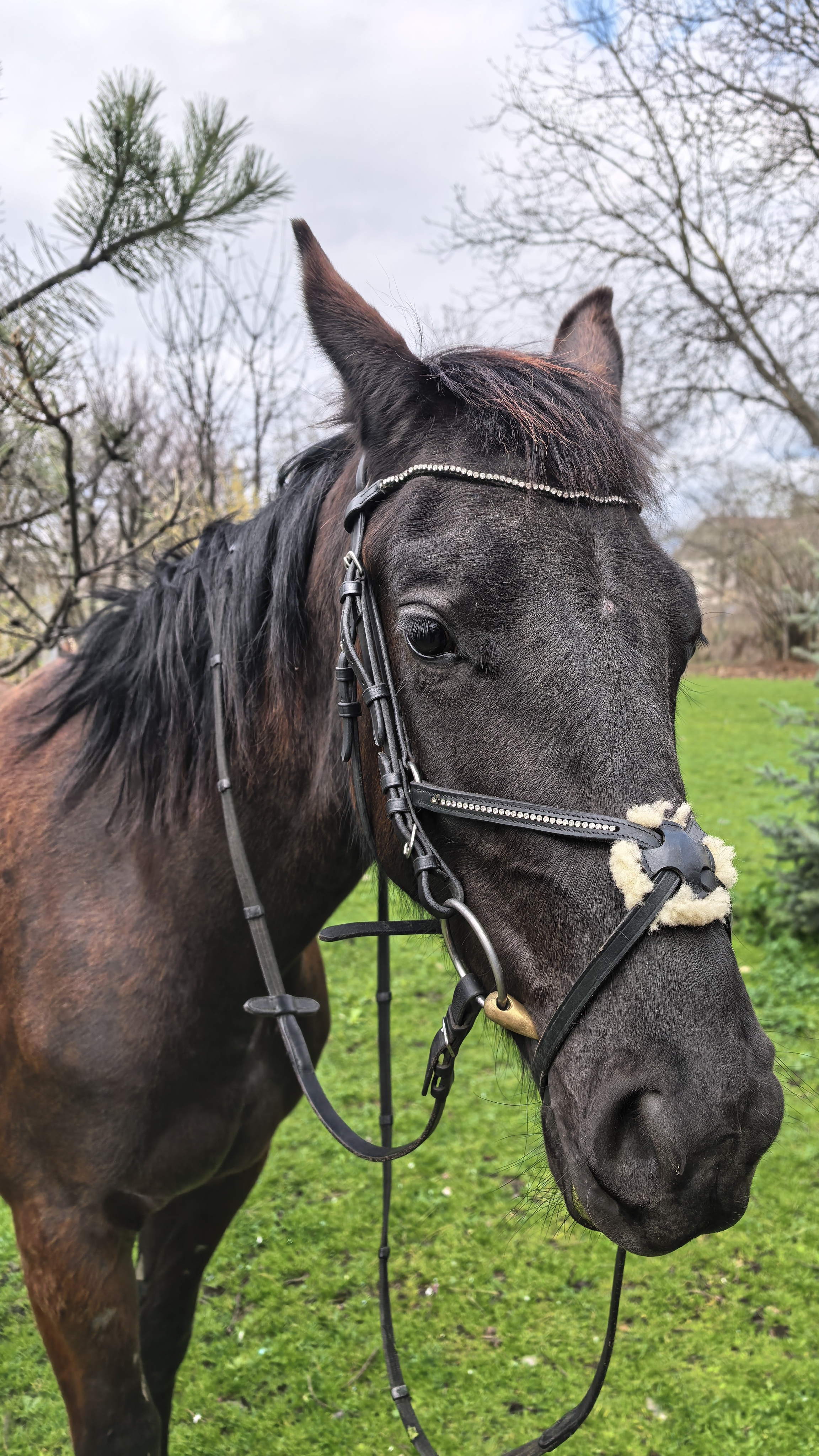 Всем сладких снов. 🙂. А пока эстетика перед сном😍 Ноча... Лошади, все таки какое чудесное создание