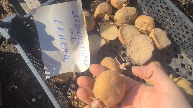 ЖИВЁМ В ДЕРЕВНЕ. 30 МАРТА .ВЫСАЖИВАЮ КАРТОШКУ НА РАННИЙ УРОЖАЙ.