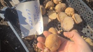 ЖИВЁМ В ДЕРЕВНЕ. 30 МАРТА .ВЫСАЖИВАЮ КАРТОШКУ НА РАННИЙ УРОЖАЙ.