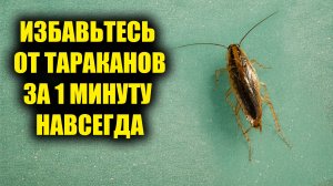 Как избавиться от ТАРАКАНОВ навсегда за 1 минуту!