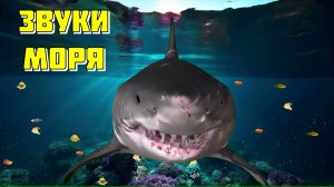 Найди акулу! Звуки глубины моря, успокаивающая музыка для релакса, relax music