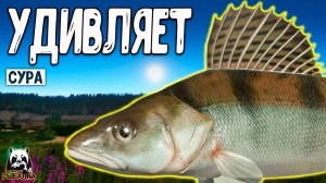 RF4 Такая ловля иногда тоже удивляет #рр4