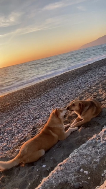 ПРОСТО ОДИН ИЗ МОМЕНТОВ| СОБАЧЬЯ МИЛОТА| БЕЗУСЛОВНАЯ ЛЮБОВЬ