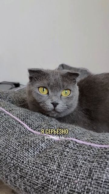 Это шутка?😳