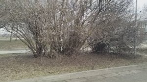 Весенний влог 01.04.2026