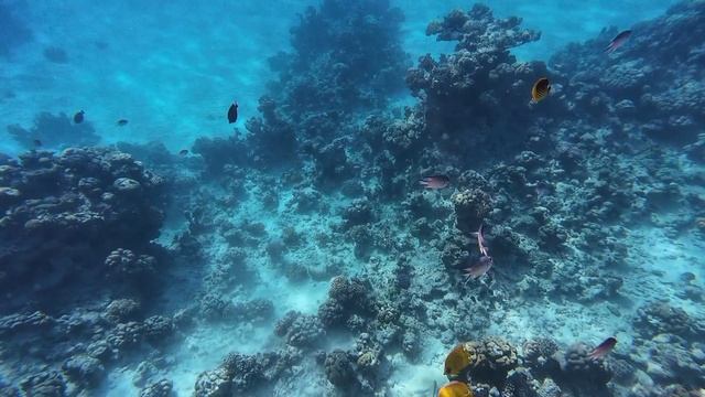 подводный мир Красного моря. бухта Рас ум сид, отель Фарана рифф Faraana Reef