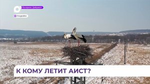 Пара краснокнижных аистов поселилась в одном из микрорайонов Уссурийска, вернувшись после зимовки