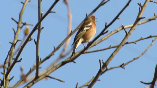 Зяблик поет