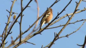 Зяблик поет