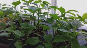 Совет от Михалыча #дачныехлопоты