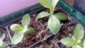 рассада в апреле