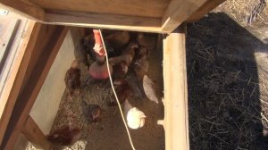 Пищевая добавка для кур несушек.