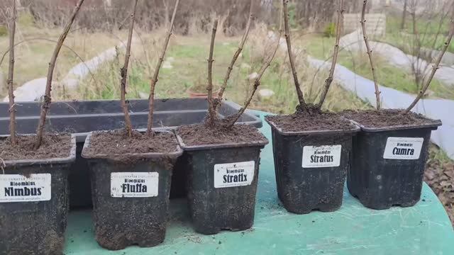 Как перезимовали супер сортовые метельчатые гортензии серии Bloomulus #bloomulus #гортензии