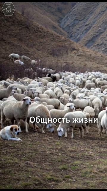 Общность жизни. Экоферма Кунцалу  Горы Дагестана 20002613 м.