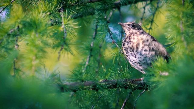 Как велика любовь Отца - минус мой 2