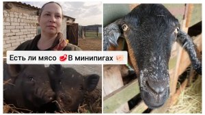 Вьетнамские вислобрюхие - мой опыт. Сюрприз от Клеопатры.