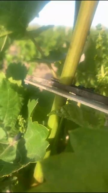 Прищипывание или придавливание над соцветием — что лучше для сдерживания роста побега